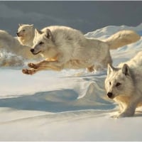 PAINTED ARCTIC WOLVES