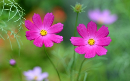 Pink flowers - green, summer, flower, pink