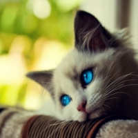 Sweet kitty â™¥