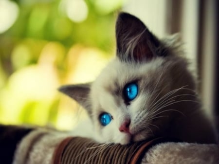 Sweet kitty ♥ - sad, cute, sweet, cat, kitty