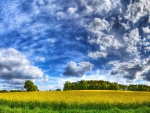 cloudy field