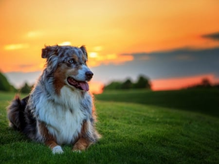 Australian shepherd dog - wallpaper, animal, shepherd, australia, australian shepherd, orange, sunset, beautiful dog, dog, australian shepherd dog, green