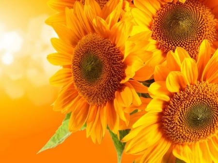 Full Sun Flowers