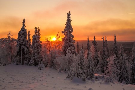 Winter - sunset - winter, spruce, sunset, forest