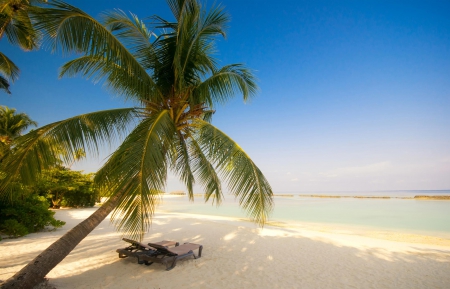 Sit Back And Relax - beach, paradise, summer, tropical, blue sky, palm, vacations, beautiful, morning view, tree, sea, sand