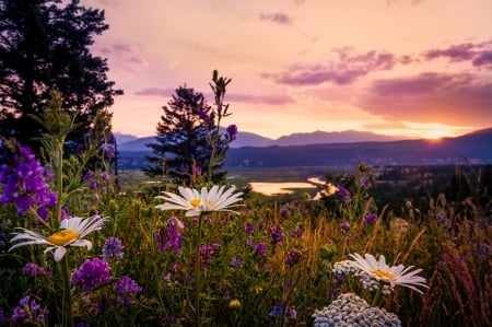 Flower Sunset - clouds, British Columbia, trees, beautiful, flowers, river, Kootenays, sunset, Canada, field, sky