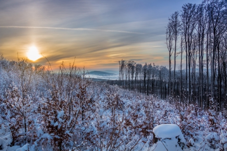 Winter Sun - sky, trees, landscape, sun, winter, sunset, nature, winter time, snow, clouds, winter sun, sunrise