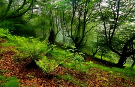 Green forest - greenery, trees, branches, beautiful, bushes, slope, forest, bush, green