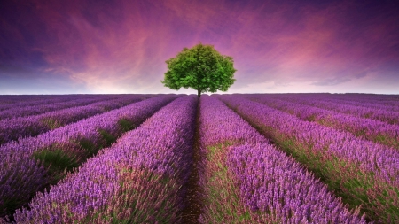 Purple Field - nature, sky, purple, clouds, tree, flowers