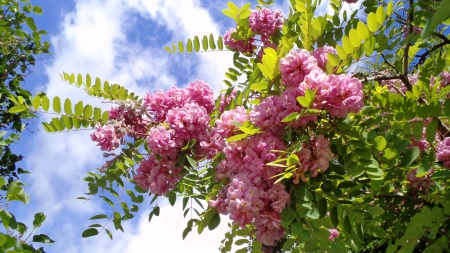 Acacia. - nature, fields, flowers, other