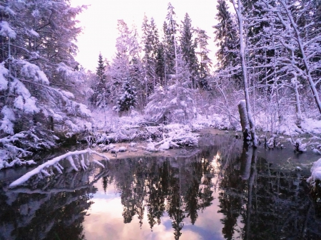 Winter morning. - forests, winter, nature, other