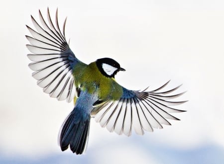 Amazing - splendor, amazing, bird, fly