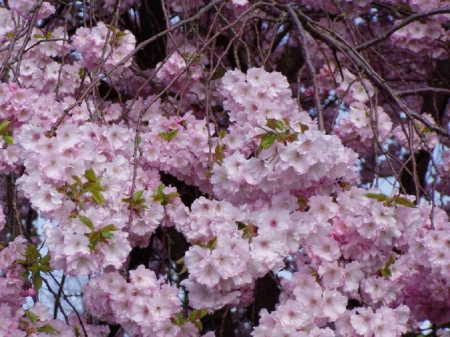 Pink Spring Beauty - nature, pink beauty, flowers, blossoms