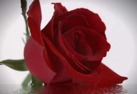 Valentine's Day Red Rose - velentines day, flowers, still life, red rose