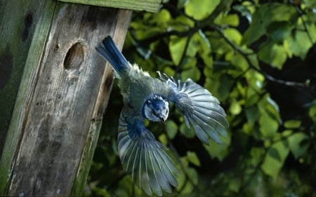 Taking off - flight, 1920x1200, background, cool