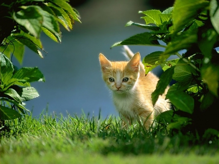 walking in the garden - garden, cats, animals, kitten, walking