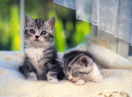 two cute kittens - cats, animals, cute, kittens, two