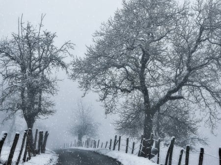 Winter Road - winter, road, fence, branches, trees, snow