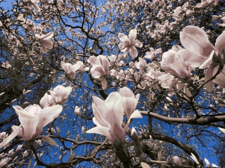 pink magnolia flowers branches - nature, branches, pink magnolia, flowers, spring