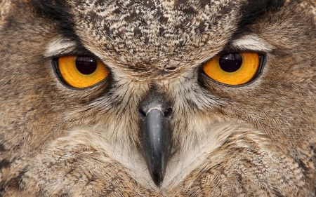 Eyes of a predator - background, Owl, 1920x1200, cool