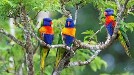 Rainbow Lorikeets - bright, trees, parrots, jungle, colorful, lorikeets