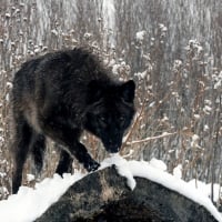 Black wolf