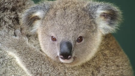 Koala - head, koala, Bear, paw