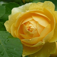 Beautiful Yellow Rose