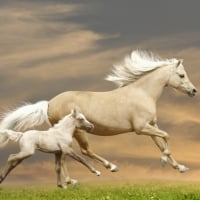 Running Horses