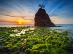 Mossy Rocks Sunset