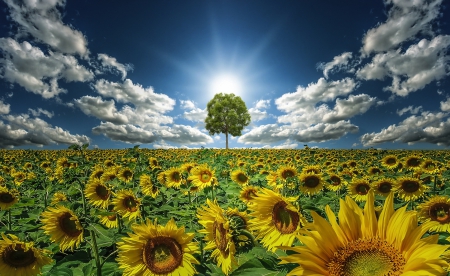 True Colors - clouds, trees, sunflowers, yellow, blue, beautiful, sunshine, spring, flowers, white, green, field, sky