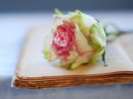 Old Book with a Rose - book, old, rose, flower