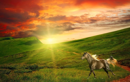 Freedom - free, sunset, nature, horse