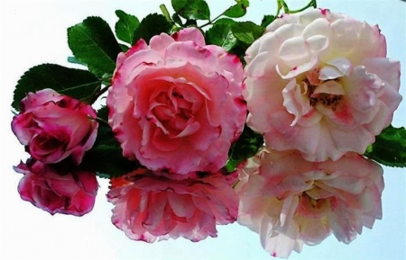 Beautiful Roses - flowers, reflection, roses, pink