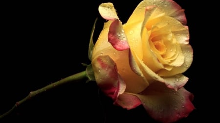 Yellow Rose - one, rose, yellow, beautiful