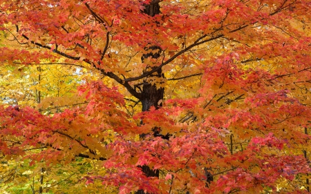 Natural panel - fall, amazing, forest, trees