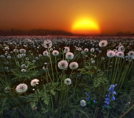 Wild Flowers - flowers, sunset, nature, wild