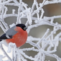 Winter Bird on the Snowy Branch