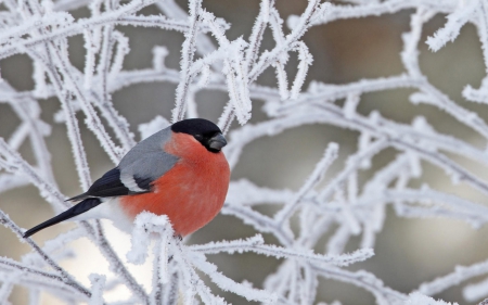 Winter Bird on the Snowy Branch - bird, branch, winter, snowy, animals