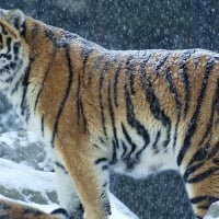 Tiger in the snowfall