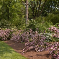 pink weigela