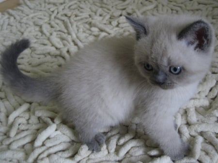 British shorthair kitten - shorthair, animals, cats, kitten