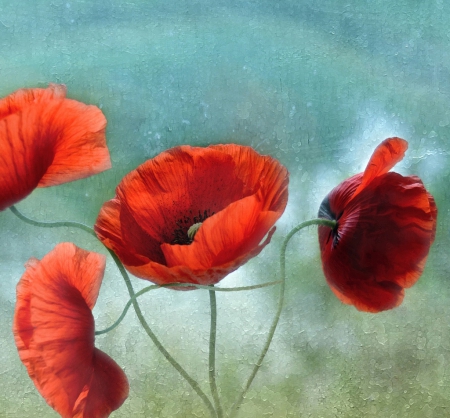 lovely red poppies - flowers, lovely, poppies, red