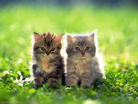 cute pair in the garden - garden, cute, cats, pair, animals