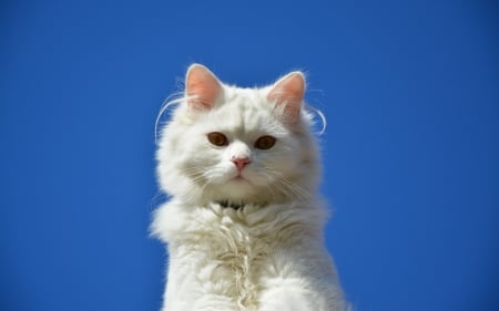 White beauty - white, pisica, animal, cat, blue