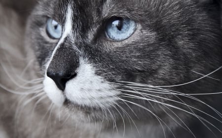 Cat - grey, white, animal, blue, eyes, cat