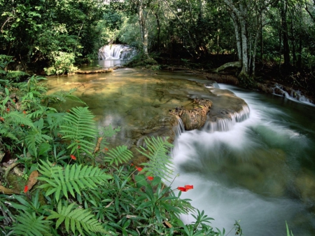 Beautiful Forest River - nature, forest, trees, river, waterfall