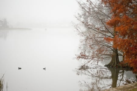 Milky Mist - ducks, sky, lake, water, fog, trees, birds, autumn