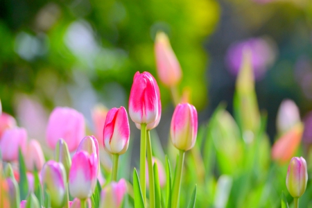 SPRING GLORY - nature, tulips, flowers, garden, spring