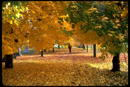 Autumn Trees - forest, fall, leaves, yellow, trunks, light, nature, day, autumn, green